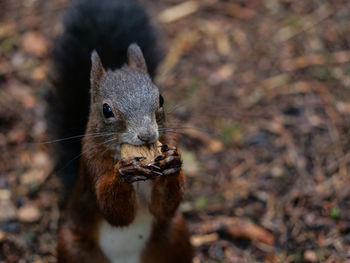 Close-up portrait of squirrel on rock