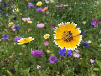 Close-up of yellow cosmos flowers blooming on field