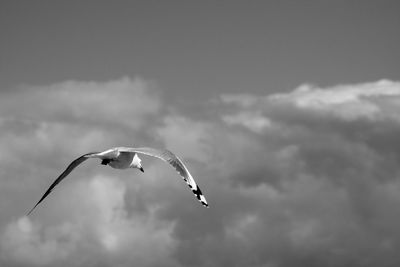 Seagull flying against cloudy sky