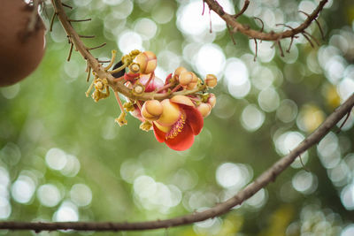 Close-up of fruit growing on tree