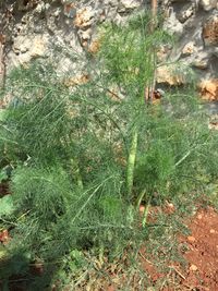 High angle view of plants growing on land
