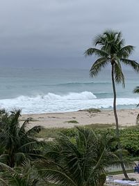 Palm trees on beach against sky