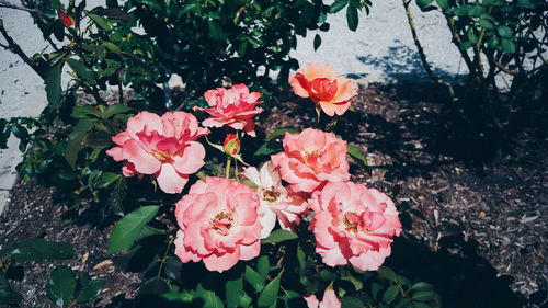 Close-up of pink flowers