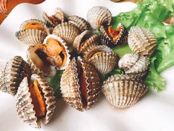 Close-up of seashells on table