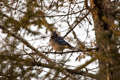 Low angle view of bird perching on branch