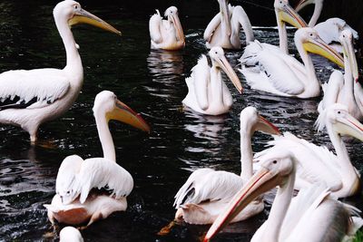 View of pelicans in lake