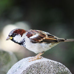 Close-up of bird perching on rock