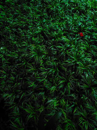 Full frame shot of plants on field