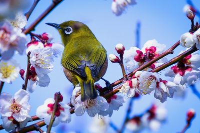 Close-up of bird perching on cherry blossom tree