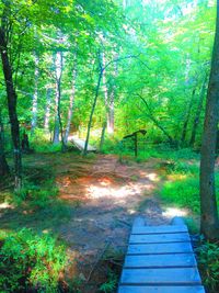 Footpath leading towards forest