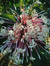 Close-up of flowers