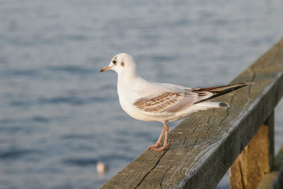 Close-up of seagull perching on wooden post