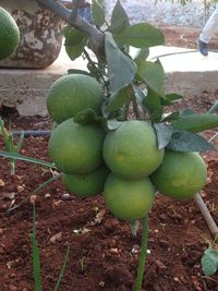 Close-up of fruits growing on field