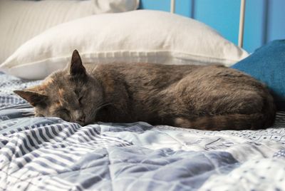 Close-up of cat sleeping on bed