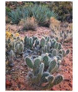 Cactus growing in desert