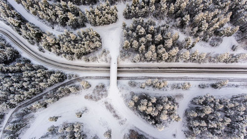 Aerial view of forest in winter