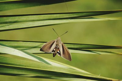 Butterfly on leaf