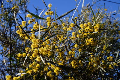 Low angle view of yellow tree against sky