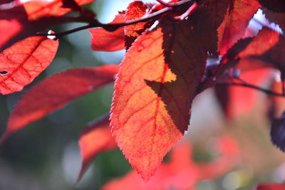 Close-up of red maple leaves on tree