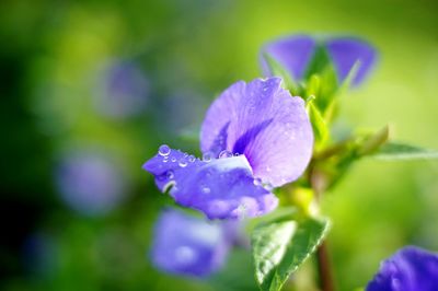 Close-up of wet purple flower in rainy season