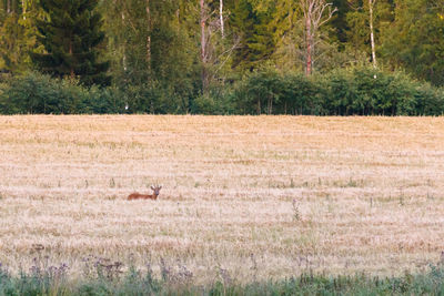 Scenic view of trees in forest