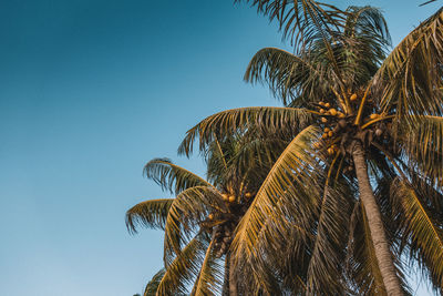 Low angle view of palm tree against clear blue sky