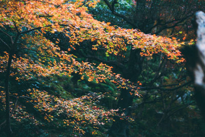 Sun shining through trees