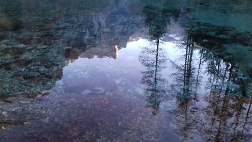 Reflection of trees in puddle
