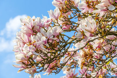 Low angle view of pink magnolia flowers blooming against sky