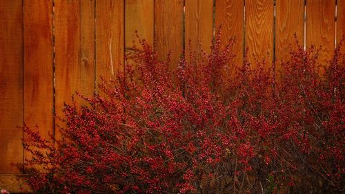 Full frame shot of red flowers