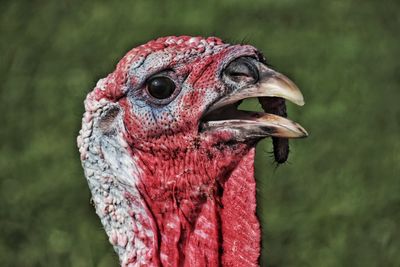 Close-up portrait of a bird