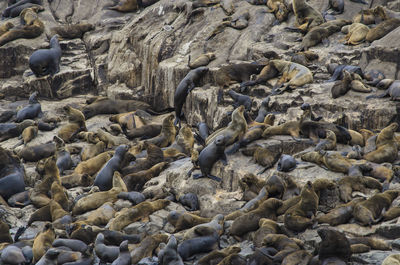 Full frame shot of seals on rocky shore
