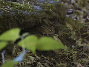 Close-up of a rock