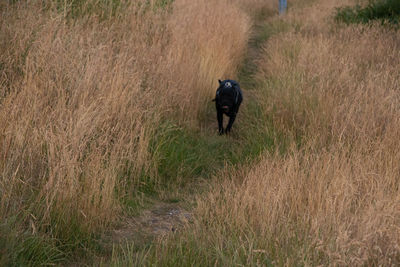Man walking on field