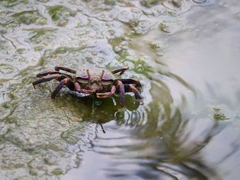 High angle view of crab in sea