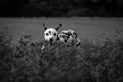 View of a dog on field