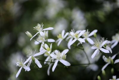 Close-up of white flowering plant