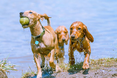 Three dogs playing in water