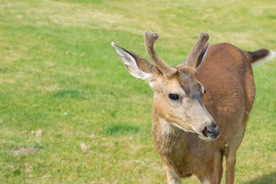 Horse grazing on grassy field