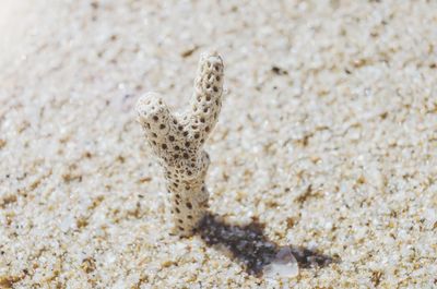 Close-up of lizard on sand