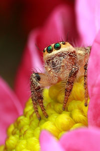 Close-up of spider on pink flower