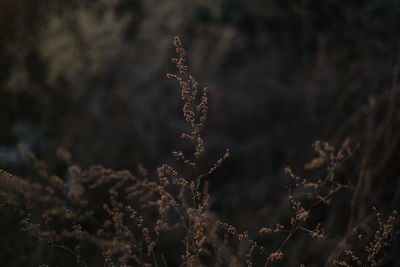 Close-up of frozen plant on field