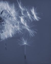 Low angle view of dandelion against blue sky