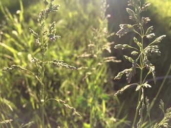 Close-up of plant growing on field