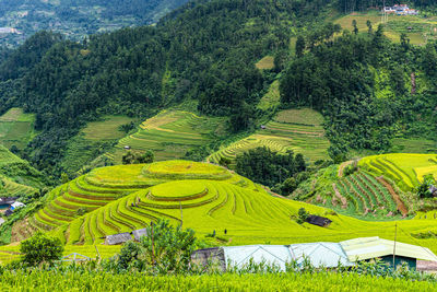 Scenic view of agricultural field