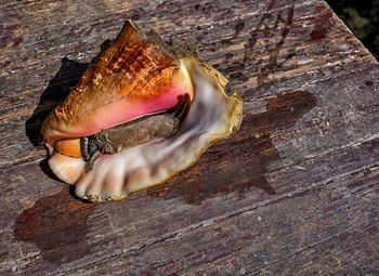 A living queen conch in its shell