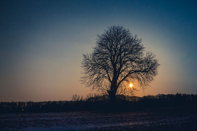 Bare tree against clear sky at night