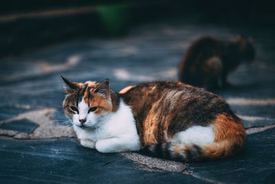 Cat sitting on footpath