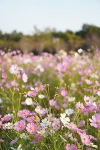 Close-up of pink flowering plants on field