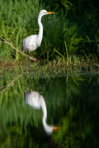 View of heron in lake